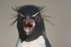 evil-penguin